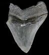 Partial, Serrated Megalodon Tooth - Georgia #56696-1